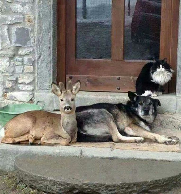 "Came home to this today. I only own the dog." 😄😍😊