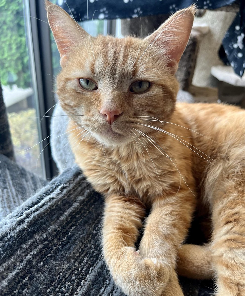 SAFEteamrescue's tweet image. Adoptable kitty Boston loves making biscuits 🥐🍞

This little chef is 2 yrs old and does well with children and other cat pals! He has a loving and laid back purrsonality

Apply to adopt on our website: safeteam.ca/adoptable-cats

#safeteam #yeg #yegcats  #catforadoption #catsofx