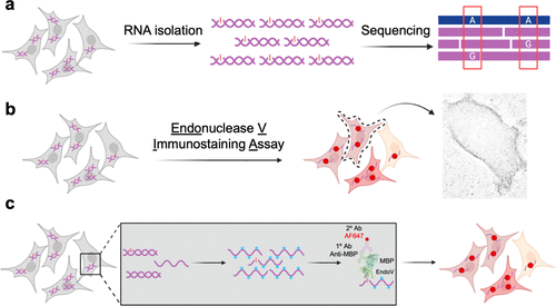 Jen Heemstra (@jenheemstra) on Twitter photo Want to quantify RNA editing without sequencing or see where A-to-I edited RNAs are in cells? We’ve got an app for that!
Thrilled to see the EndoVIA method pioneered by <a href="/alexquillin/">Alex Quillin</a>, Benoit Arnould, and <a href="/MrSteveKnutson/">Steve Knutson</a> published in <a href="/ACSCentSci/">ACS Central Science</a>!
pubs.acs.org/doi/10.1021/ac… Want to quantify RNA editing without sequencing or see where A-to-I edited RNAs are in cells? We’ve got an app for that!
Thrilled to see the EndoVIA method pioneered by <a href="/alexquillin/">Alex Quillin</a>, Benoit Arnould, and <a href="/MrSteveKnutson/">Steve Knutson</a> published in <a href="/ACSCentSci/">ACS Central Science</a>!
pubs.acs.org/doi/10.1021/ac…