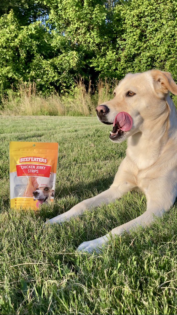 I finally got Sheba into the UGC space! She LOVES being on camera &amp; she’s looking for more pet brands to create content for! 

PET BRANDS - if you’re looking for a furry friend to create some quality content, Sheba is your girl! 

💌 EMAIL: ugc.hannahrae@gmail.com

#ugc #ugcpet