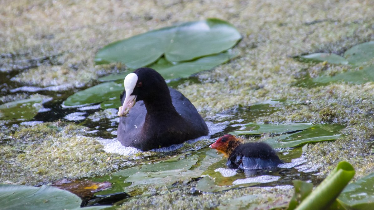 stevebates's tweet photo. #Coot feeding her young on the canal #BoatsThatTweet #KeepCanalsAlive #LifesBetterByWater #FundBritainsWaterways #BCN #BCNS https://t.co/6YS3fcIKuL