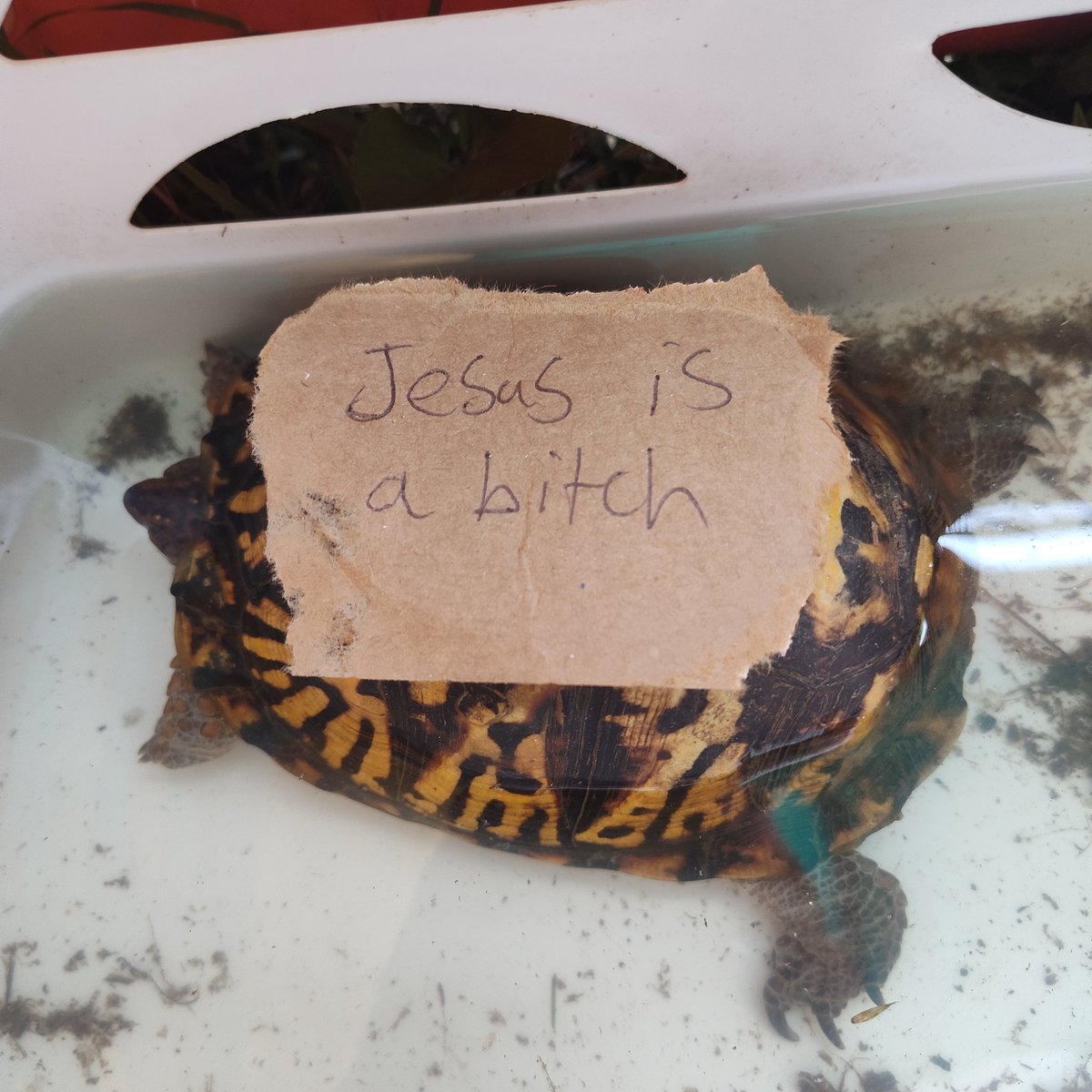 Korin saved a box turtle yesterday.  It was in the middle of the road.  It seems our beliefs align so it's living in the backyard until it escapes. 🤷‍♂️