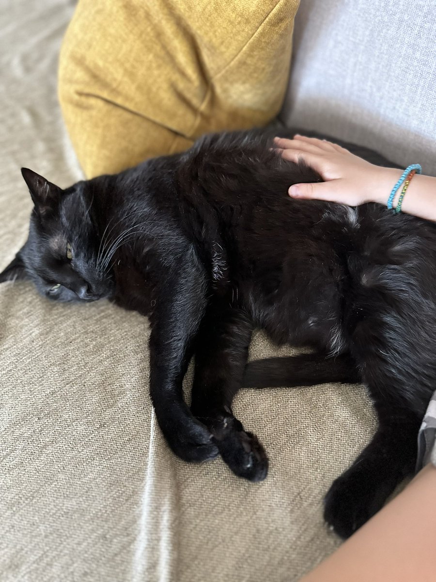 Chapy_cat's tweet photo. Happy #Gotcha Day Panthiras! We all love you so much! 😻 #CatsOfTwitter https://t.co/Q46p9YQvfo