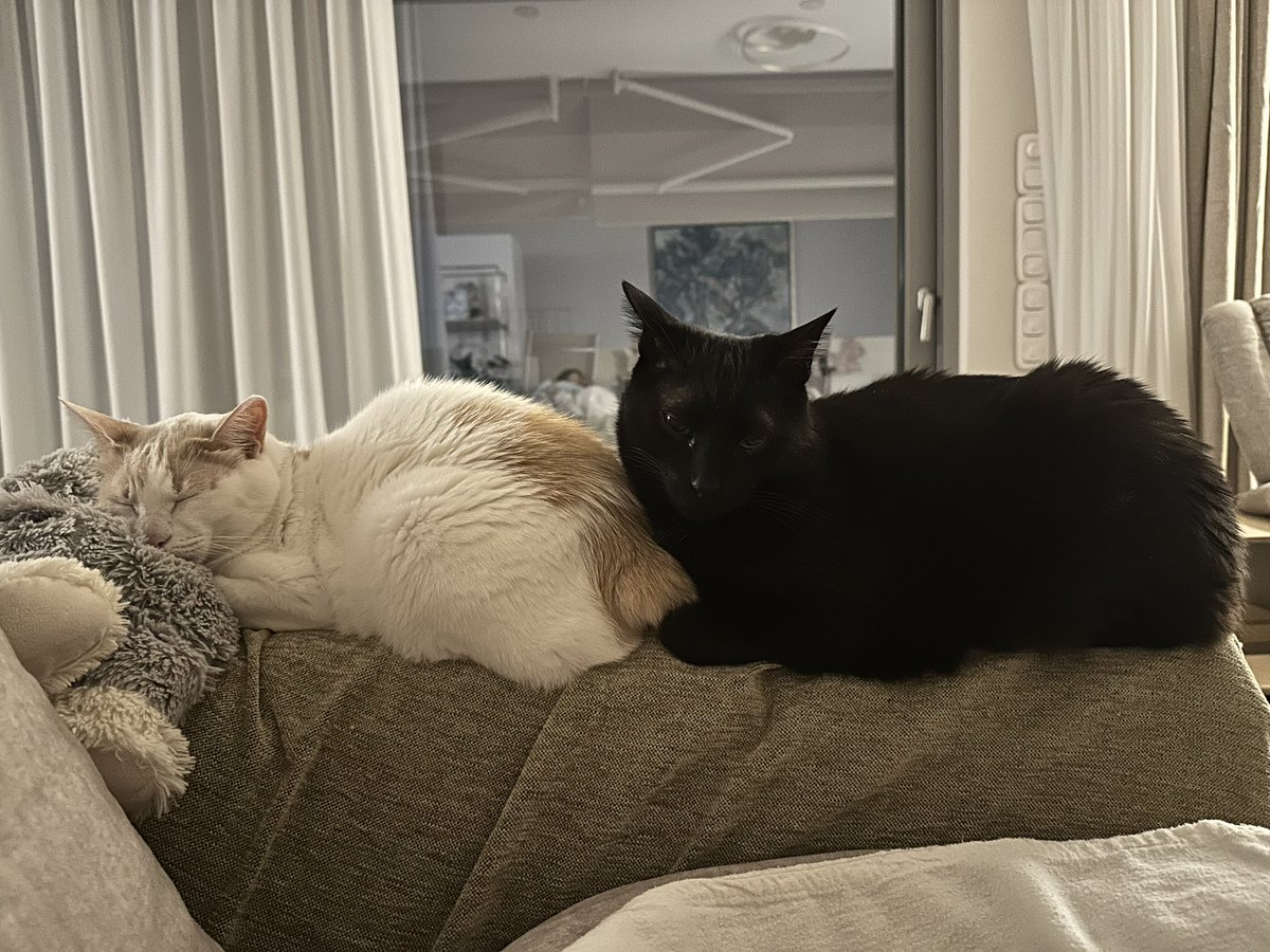 Chapy_cat's tweet photo. Happy #Gotcha Day Panthiras! We all love you so much! 😻 #CatsOfTwitter https://t.co/Q46p9YQvfo