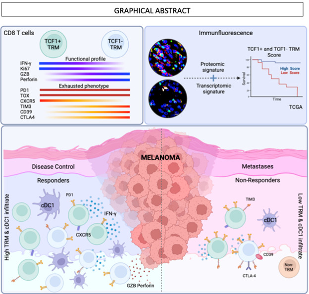 jitcancer's tweet photo. New #JITC article: TCF1-positive and TCF1-negative TRM CD8 T cell subsets and cDC1s orchestrate melanoma protection and immunotherapy response https://t.co/QNrYbrbhUD @deleonr_g @FuentesPanana https://t.co/sYn5xFWItd