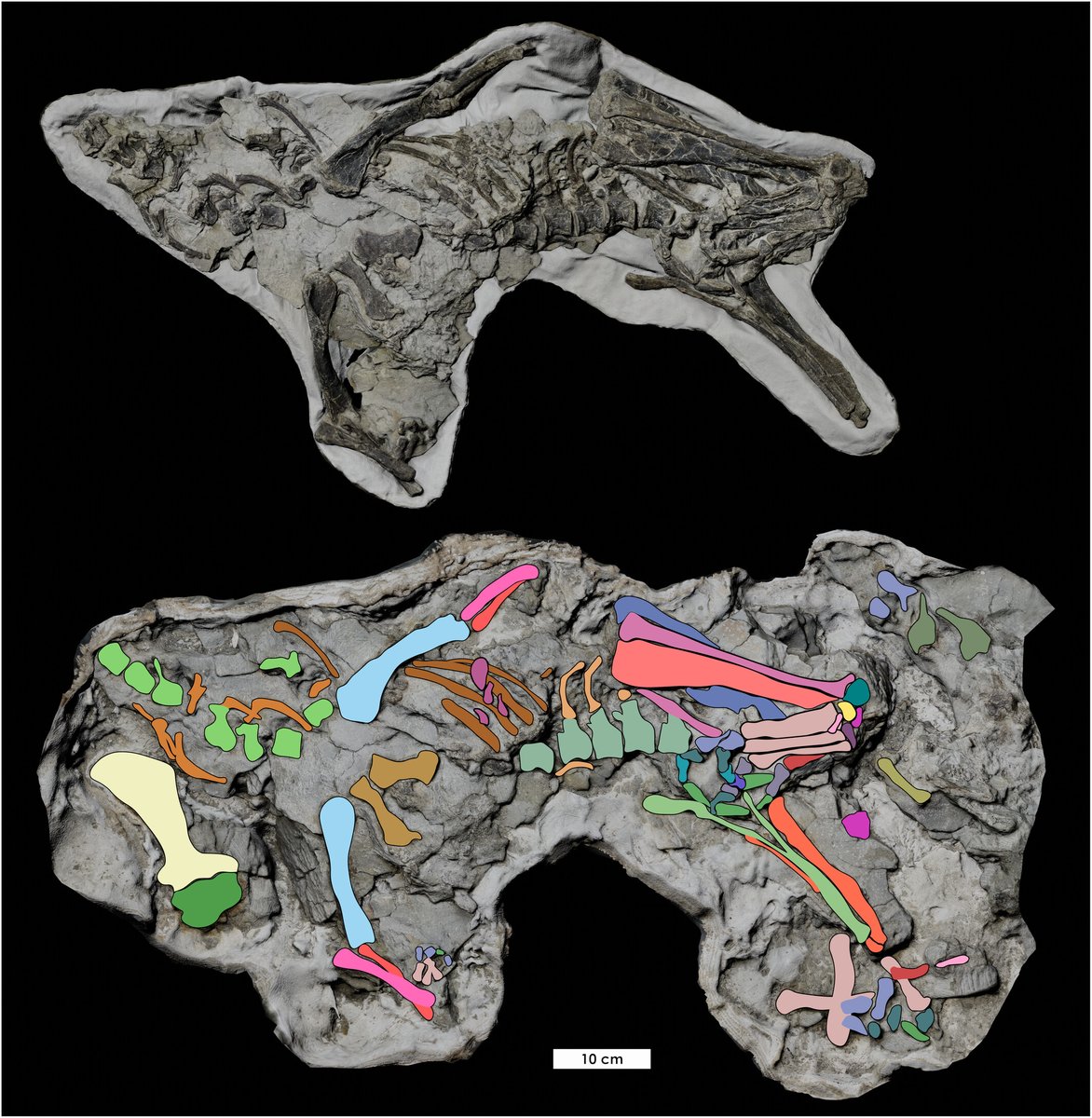 New dinosaur! Meet Fona herzogae, a new small bodied thescelosaurine from Cedar Mountain Fm, Utah. It fills a gap in our understanding of early diverging ornithischians, revealing they were well-established in N. America by the Cenomanian 
Avrahami et al: 
doi.org/10.1002/ar.255…