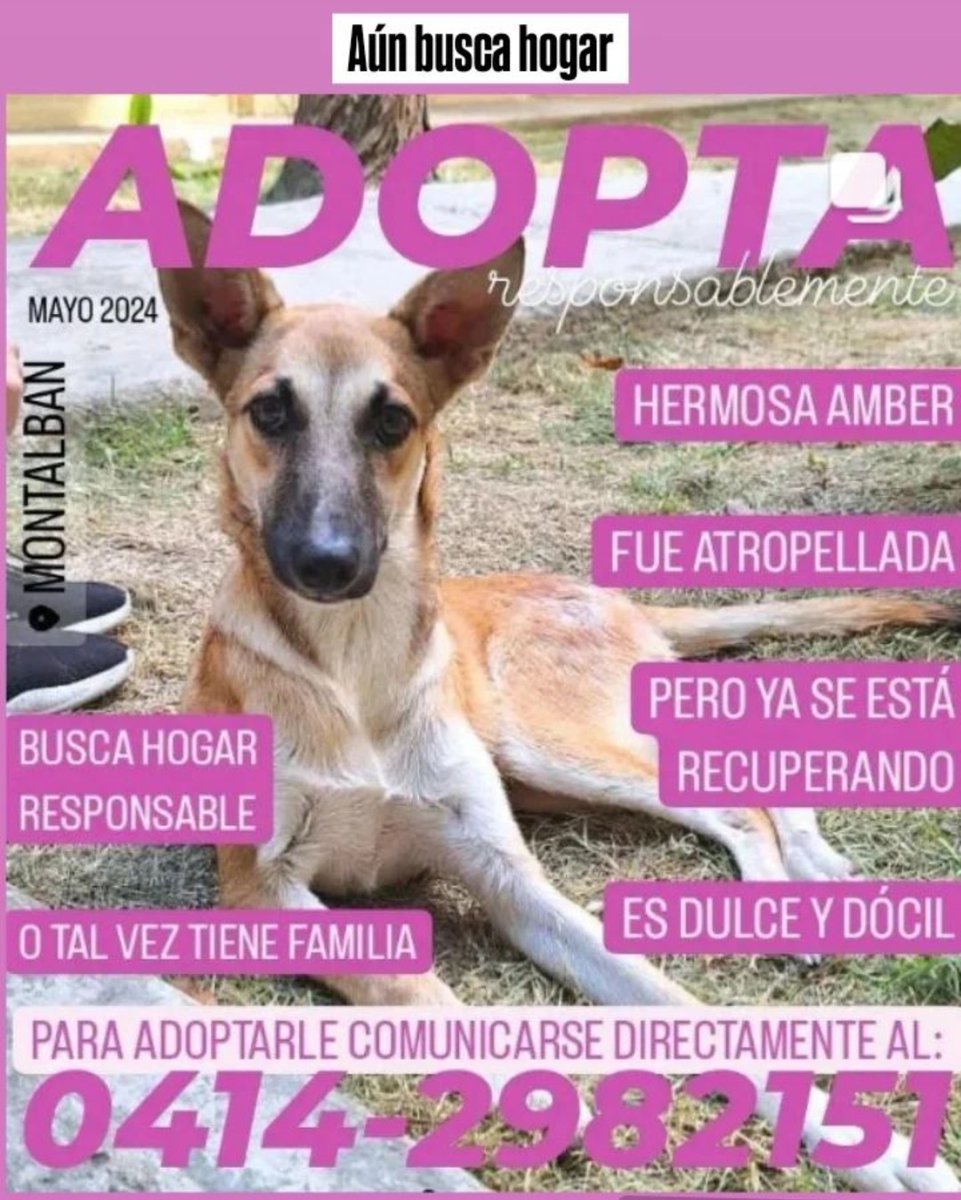 PerroUsuario's tweet photo. Amber sigue buscando a su familia ideal,  Caracas https://t.co/W0N0gB86iA