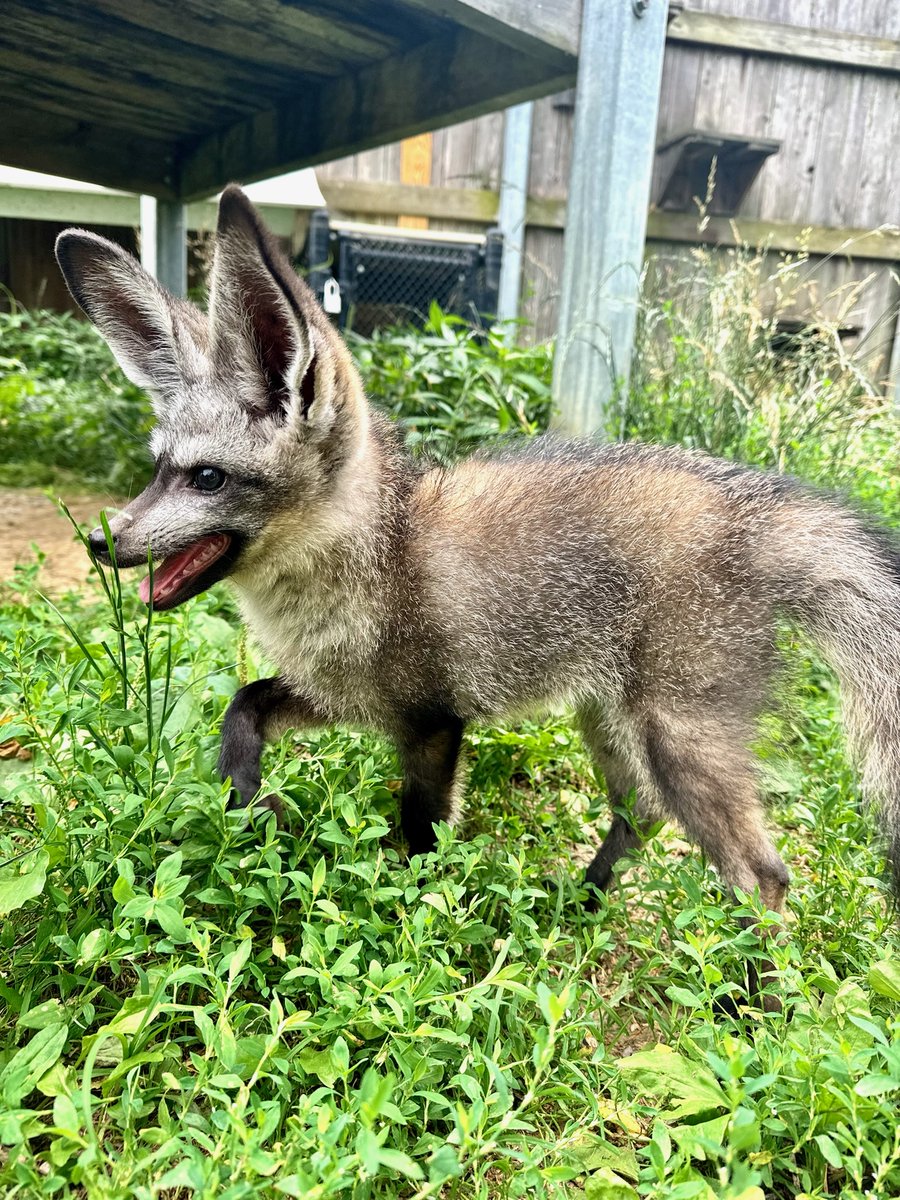 Cincinnati Zoo tweet media