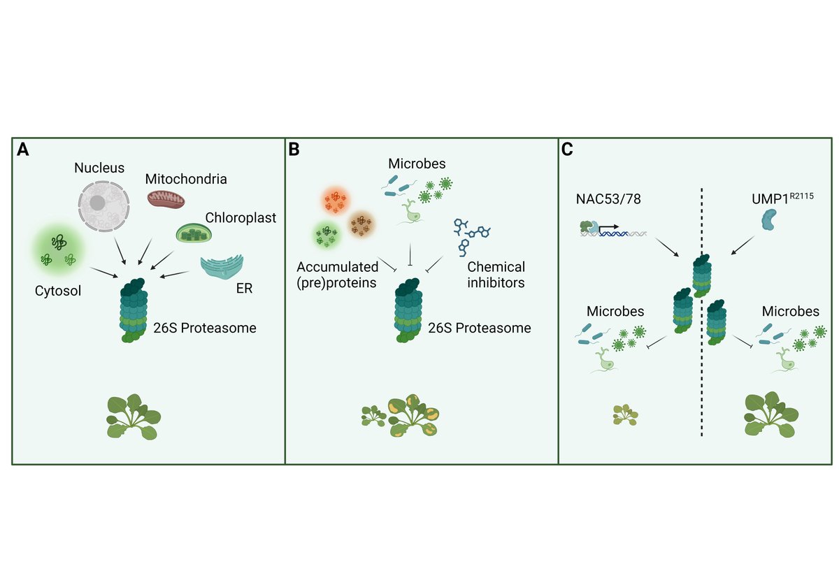 Şuayb Üstün 🌱👨🏻🔬 (@suayibuestuen) on Twitter photo Happy to contribute to "The lowdown on breakdown: Open questions in plant proteolysis" in the special issue on proteolysis with my piece on "How does the fine-tuning of proteasome regulation impact the trade-off between growth and defense?" <a href="/ThePlantCell/">The Plant Cell</a>
academic.oup.com/plcell/advance… Happy to contribute to "The lowdown on breakdown: Open questions in plant proteolysis" in the special issue on proteolysis with my piece on "How does the fine-tuning of proteasome regulation impact the trade-off between growth and defense?" <a href="/ThePlantCell/">The Plant Cell</a>
academic.oup.com/plcell/advance…