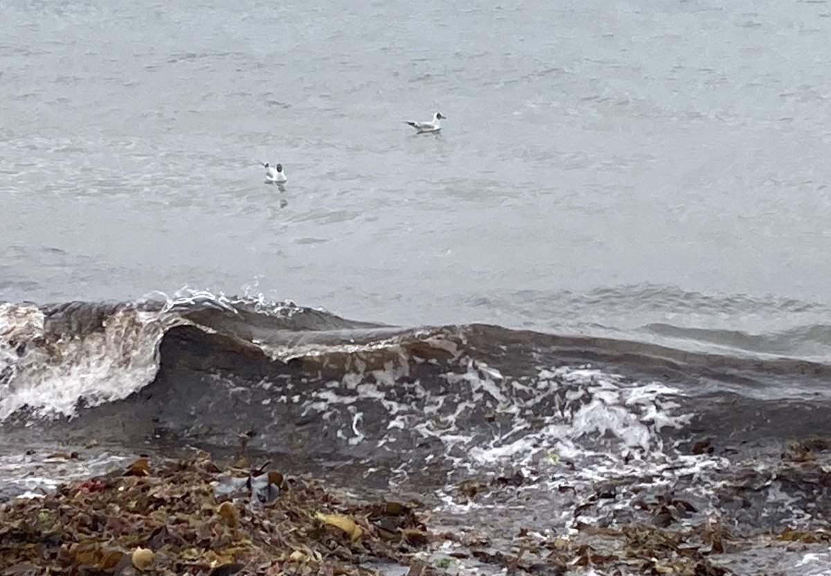 _Traviata's tweet photo. Briefly forgot the tide is coming IN #bigsplash https://t.co/D0C7xlelB4