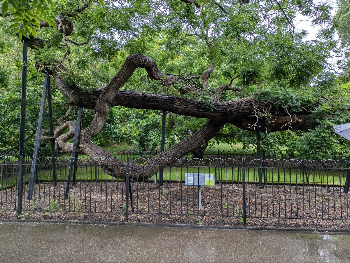Dr. Anna Burton (drannaburton.bsky.social) (@drannaburton) on Twitter photo Thanks to everyone who came to "Tree Cultures at Kew' today and made it a success! Such a wonderful day of arboreal papers and tree walks (despite the rain!)🌲🌳 @ABDavis1816 <a href="/PlantHums_UK/">Plant Humanities UK</a> <a href="/KewEditor/">Christina Harrison (Hourigan)</a> <a href="/HR_Craddock/">Heather Craddock</a> <a href="/over_leaf/">Turn Over New Leaf</a> <a href="/kewgardens/">KewGardens</a> et al! 🌳🌲 Thanks to everyone who came to "Tree Cultures at Kew' today and made it a success! Such a wonderful day of arboreal papers and tree walks (despite the rain!)🌲🌳 @ABDavis1816 <a href="/PlantHums_UK/">Plant Humanities UK</a> <a href="/KewEditor/">Christina Harrison (Hourigan)</a> <a href="/HR_Craddock/">Heather Craddock</a> <a href="/over_leaf/">Turn Over New Leaf</a> <a href="/kewgardens/">KewGardens</a> et al! 🌳🌲