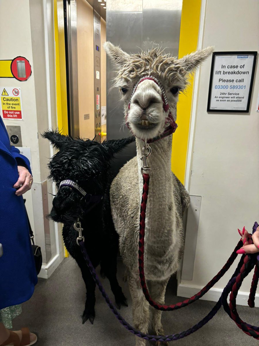 Today we had AlTreka to come and see us with her lovely Alpacas 🙂 #lotsofsmiles <a href="/AnchorLaterLife/">Anchor</a>