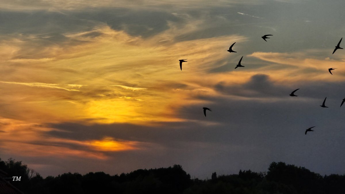 Tadek_8's tweet image. Na horyzoncie cudowne darcie japy #jerzyk 
#Szczecin #sunset #Bird