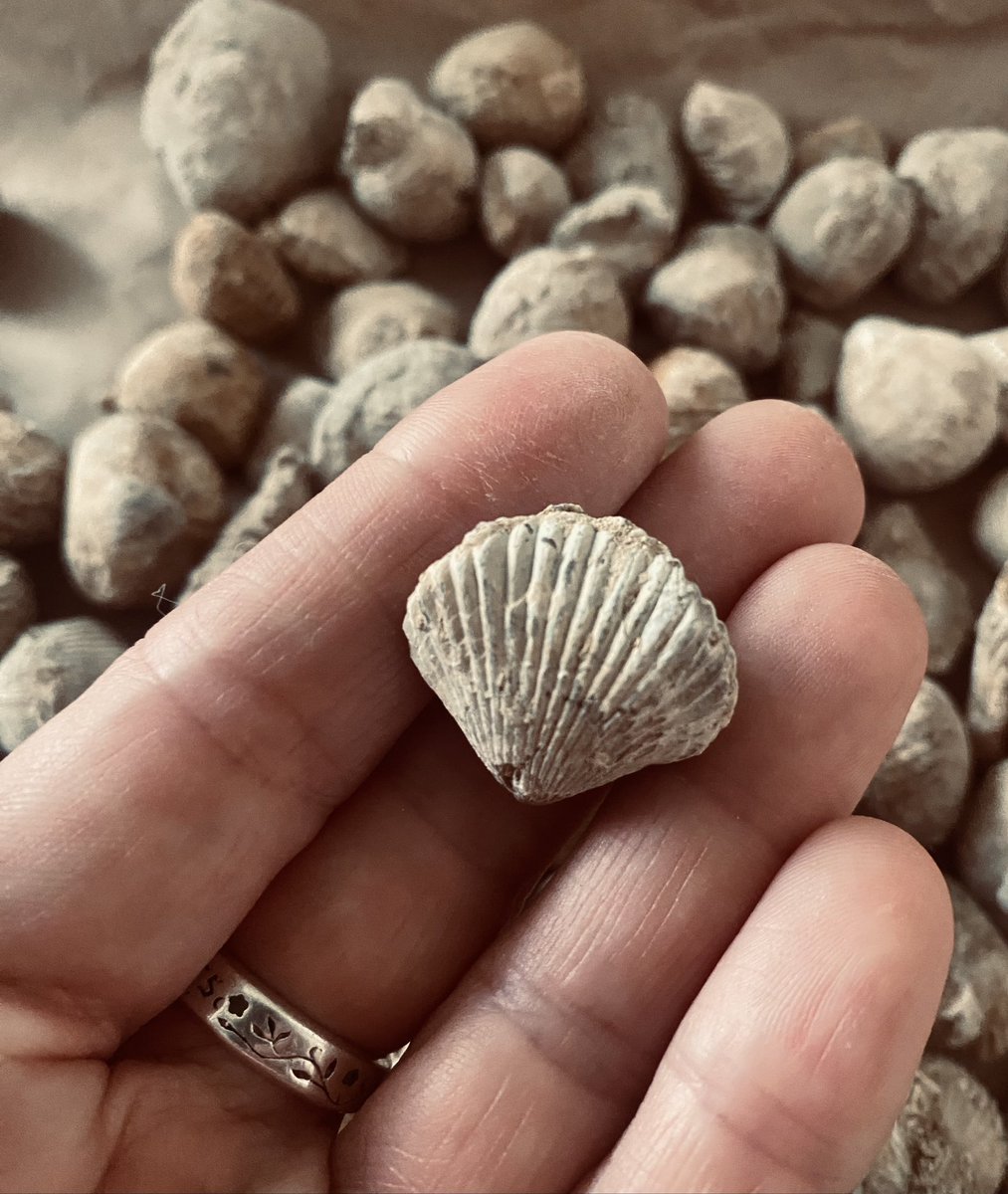 Rockpoolschool1's tweet image. WOOAAAHH!!!!
Look at this awesome little find today on my southern adventures at @YarntonAntiques 
Absolutely over the moon!! Over 100 of these little brachiopod bad boys!! 
How fabulous!!! 
#fossil #bivalve #yarnton #antiques #brachiopoda