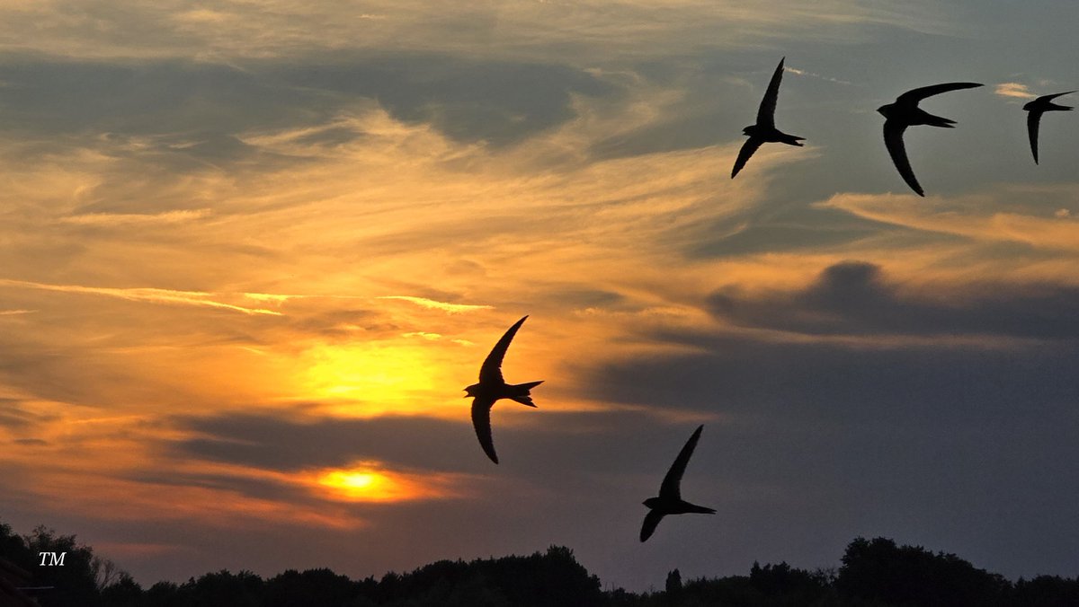 Tadek_8's tweet image. #jerzyk z otwartą japą 😉 
Za ok. miesiąc odlecą