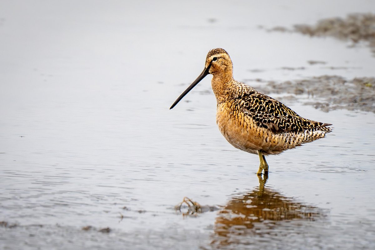 distedman's tweet photo. Long-billed dowitcher still showing well at Normandy Lagoon Lymington. Feel very lucky to have seen this beautiful bird - worth the soaking 🌧️☂️⁦@Natures_Voice⁩ ⁦@HantsIWWildlife⁩ ⁦@HOSbirding⁩ ⁦@BirdAwareSolent⁩ ⁦⁦@BirdGuides⁩ https://t.co/z0xBl0vE6I