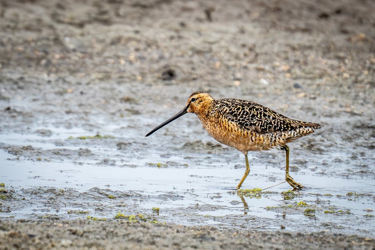 distedman's tweet photo. Long-billed dowitcher still showing well at Normandy Lagoon Lymington. Feel very lucky to have seen this beautiful bird - worth the soaking 🌧️☂️⁦@Natures_Voice⁩ ⁦@HantsIWWildlife⁩ ⁦@HOSbirding⁩ ⁦@BirdAwareSolent⁩ ⁦⁦@BirdGuides⁩ https://t.co/z0xBl0vE6I
