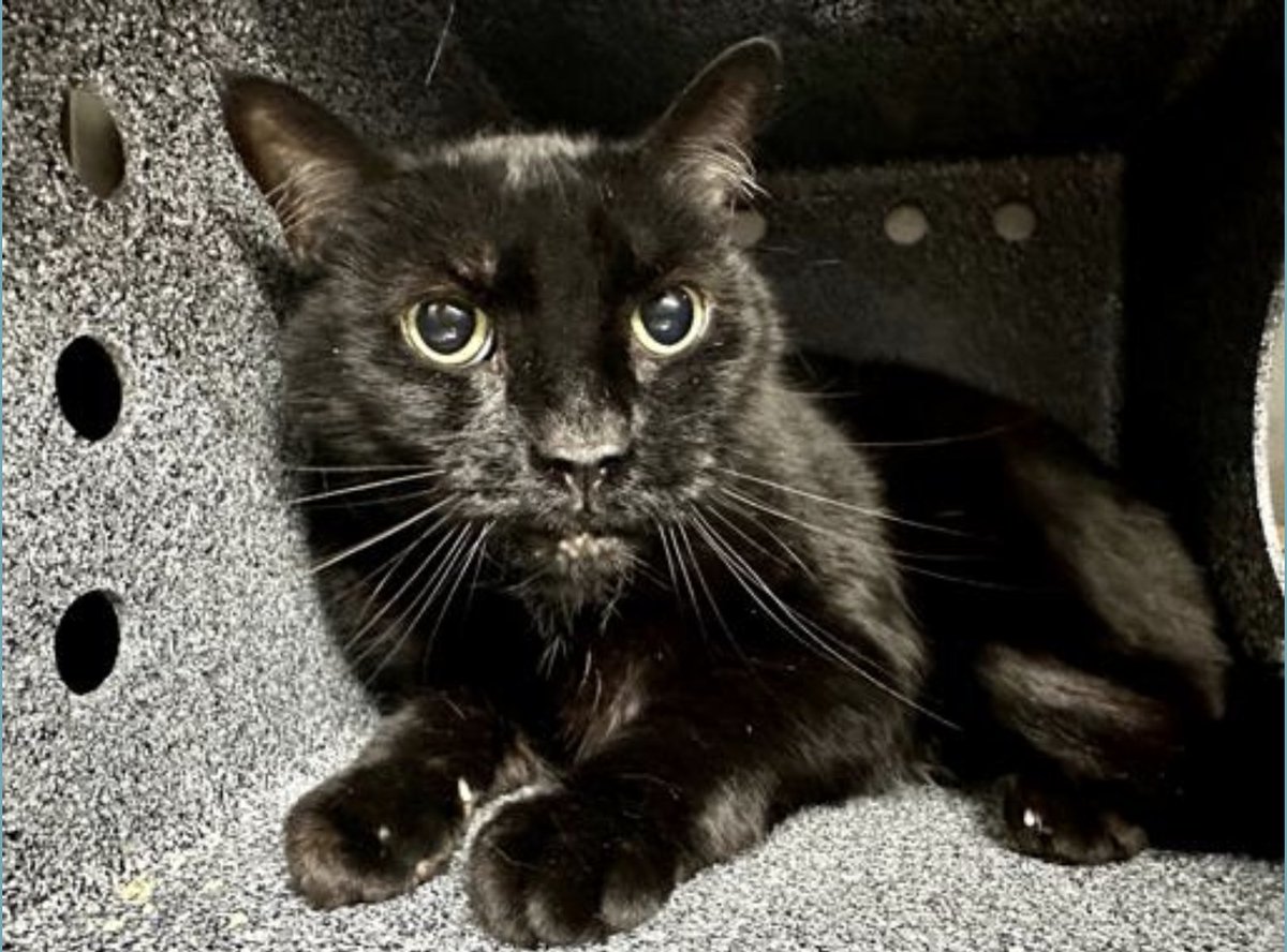 LOVE_CATS_ONE's tweet photo. 🆘🆘 for Travis 12 yo in MANHATTAN ACC
2nd chance on Emergency Placement List without his housemate 🆘🆘🔥🔥🔥🔥for "behavior" reason 😡😡.
Client's mother has passed away leaving 20+ cats in the home. According to client "she was living in a full-fledged hoarding situation. His mom was keeping somewhere in the neighborhood of 20 cats in her home, spread across 3 floors".
Please RT or pledge if you can to save his life 🙏🆘💔😿 Thank you
https://t.co/Gh7ebQnHoP