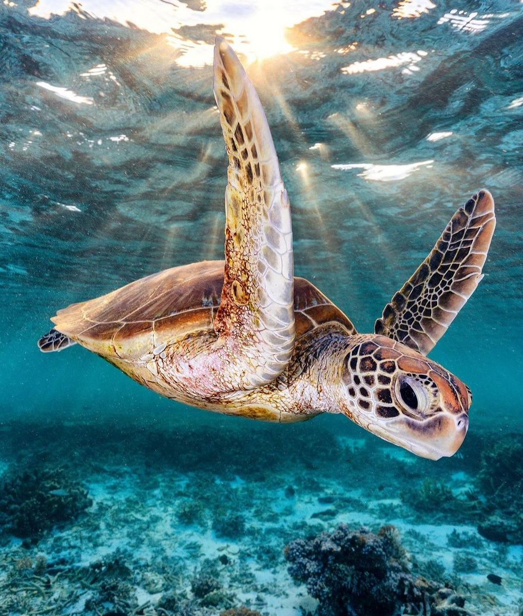 turtlebackzoo_'s tweet image. What a photo😍🐢

#turtlenecktop  #turtleshell #babyturtlesn #turtleman
#turtleconservation #Hawaii#wales #northdakota #england #delaware #scotland #mississippi #minnesota #northernireland #mase #paolini #jonstewart #migos #tommypaul