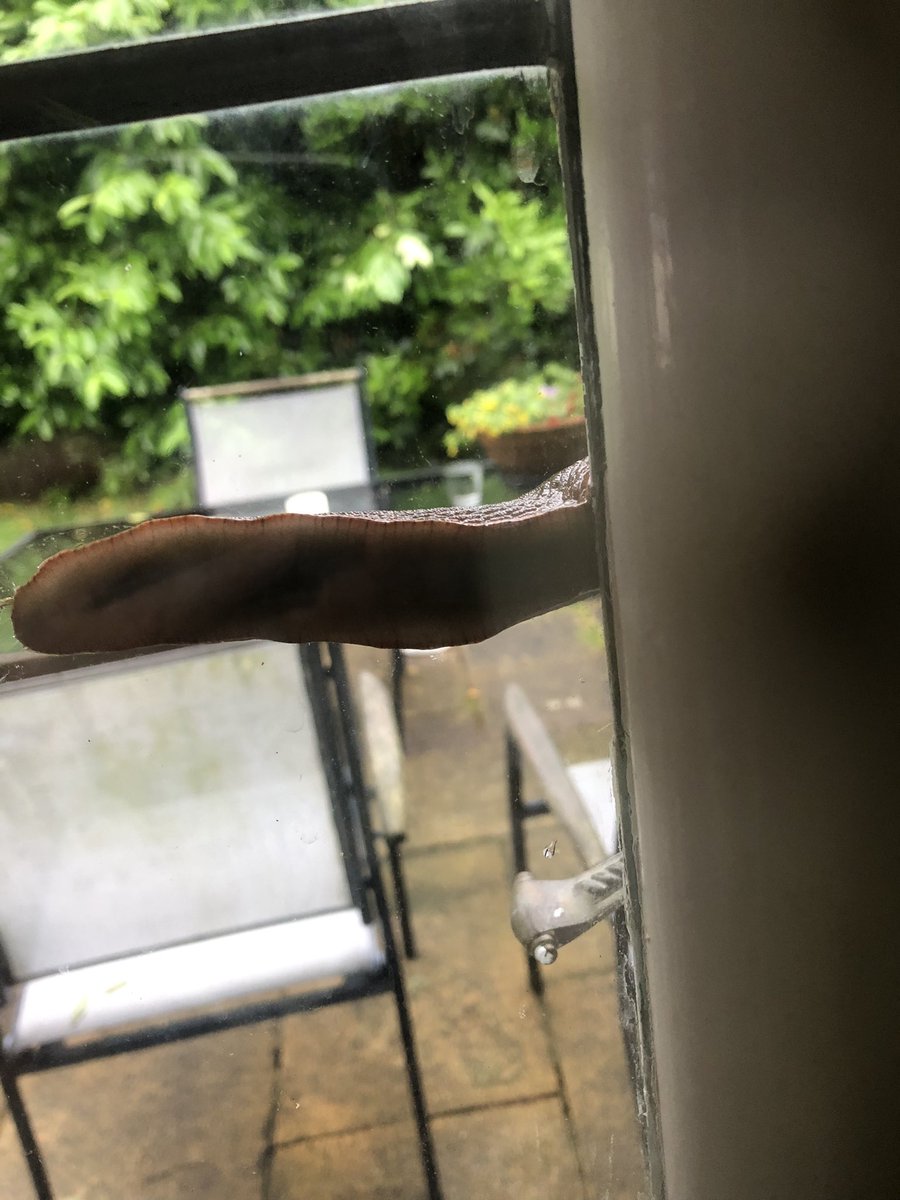 And in other news, this GIANT slug is trying to get into my study…! Send help #writerscommunity