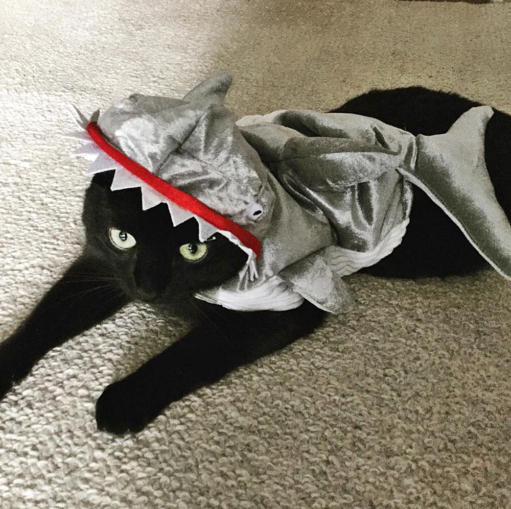 Havilah_V's tweet photo. #SharkWeekIsHere
#SharkWeek #Shark #Sharks #SharkConservation #SharkLover #Ocean #Cat #Cats #CatsInCostumes #BlackCat #SharkCostume - Photo by fitzkitty_fam https://t.co/5Xr8RZgf1x