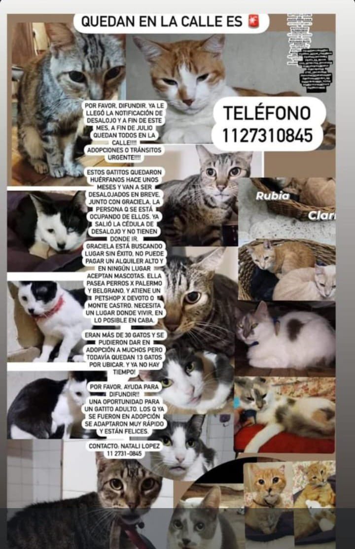 MerlinaAdamss's tweet photo. Estos gatitos quedan en la calle son 13, necesitam transuto o adopción urgente!! https://t.co/9ADU0u88cX