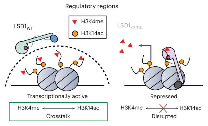 nchembio's tweet photo. A new paper reports a mutant LSD1 that renders its nucleosome demethylase activity insensitive to Lys14 acetylation of histone H3, providing a tool to study the functional consequences of disconnecting histone modification crosstalk. Read it here https://t.co/qyFgxJ5h6P https://t.co/cJsnQ4FO0A