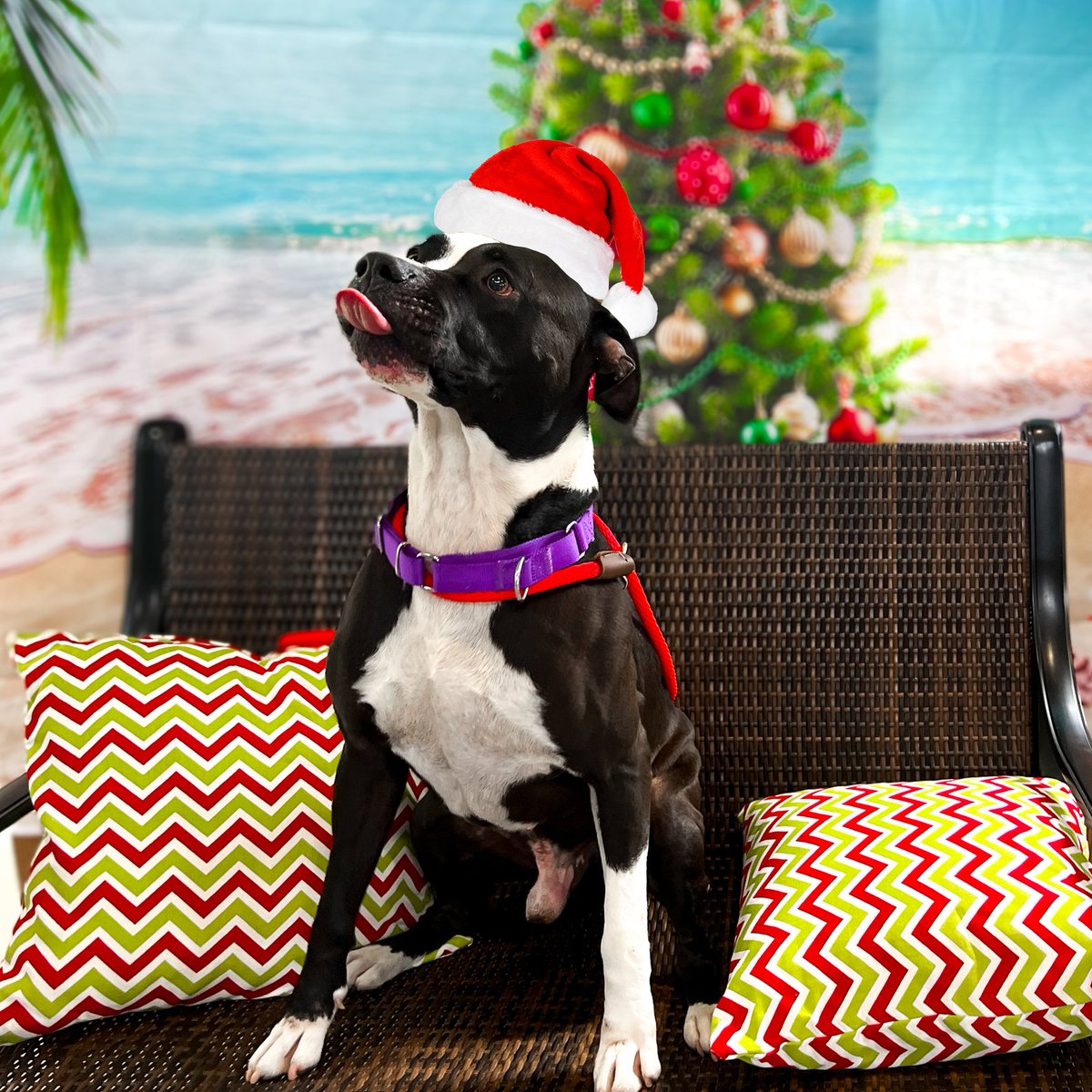 GvlAnimalCare's tweet photo. It's time for our #TeamFavoriteTuesday! Meet Savage! He's a faithful pup who sees you as the center of his world, especially when treats are involved. If you're looking for a sweet &amp; active friend who adores cuddles &amp; treats equally, Savage is ready to become your loyal companion https://t.co/cYkuCOXSMr