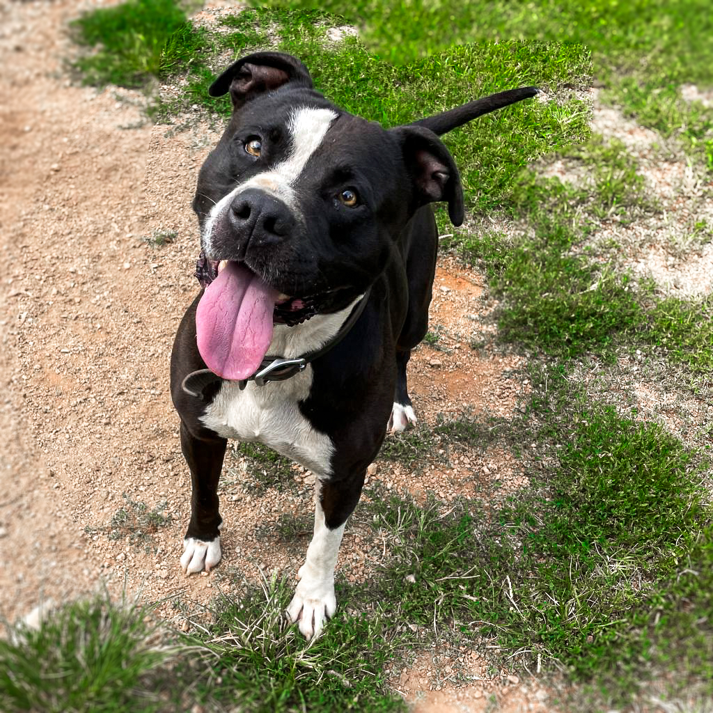 GvlAnimalCare's tweet photo. It's time for our #TeamFavoriteTuesday! Meet Savage! He's a faithful pup who sees you as the center of his world, especially when treats are involved. If you're looking for a sweet &amp; active friend who adores cuddles &amp; treats equally, Savage is ready to become your loyal companion https://t.co/cYkuCOXSMr