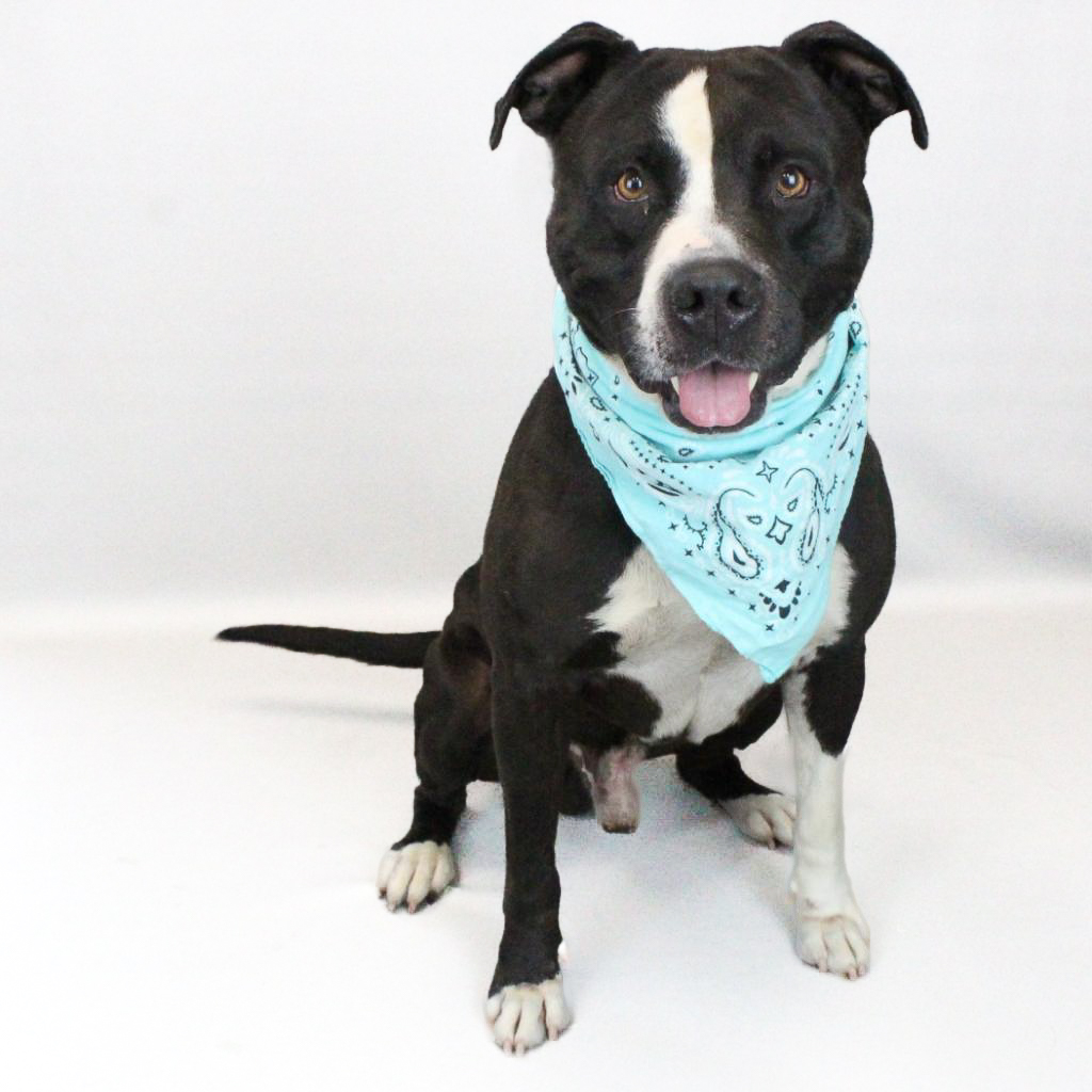 GvlAnimalCare's tweet photo. It's time for our #TeamFavoriteTuesday! Meet Savage! He's a faithful pup who sees you as the center of his world, especially when treats are involved. If you're looking for a sweet &amp; active friend who adores cuddles &amp; treats equally, Savage is ready to become your loyal companion https://t.co/cYkuCOXSMr