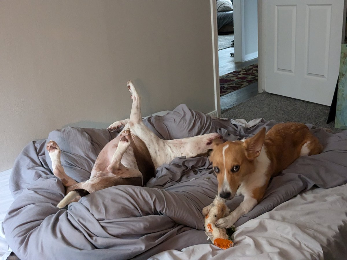 Tuff_titus's tweet photo. Hi friends! Just checking in to let y'all know that everything is good over here! We had some tree and fence damage from Beryl but nothing bad! We also saved a squirrel! 🐿️ I hope all of our other Houston friends are doing well! https://t.co/Jx0DFzzvHc