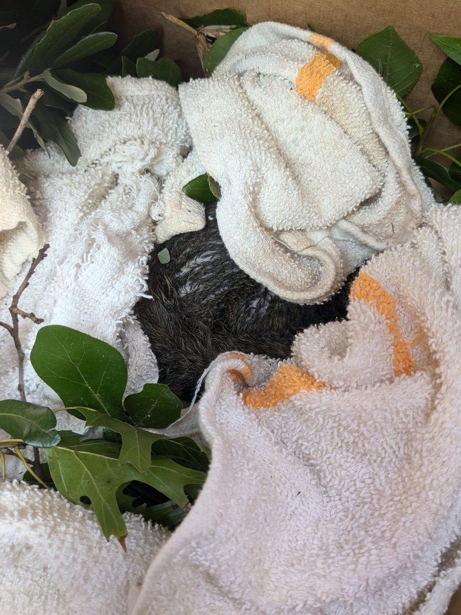 Tuff_titus's tweet photo. Hi friends! Just checking in to let y'all know that everything is good over here! We had some tree and fence damage from Beryl but nothing bad! We also saved a squirrel! 🐿️ I hope all of our other Houston friends are doing well! https://t.co/Jx0DFzzvHc