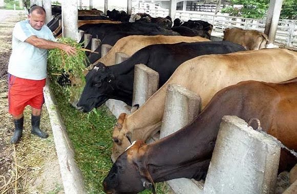 Realiza SNTAFT intercambio con su bases productivas ante incumplimiento de la contratación en el acopio de leche y carne vacuna. Sus causas, objetivas y subjetivas, demandan una transformación ante las necesidades del pueblo. #Cuba🇨🇺 #PorCubaJuntosCreamos #22CongresoCTC