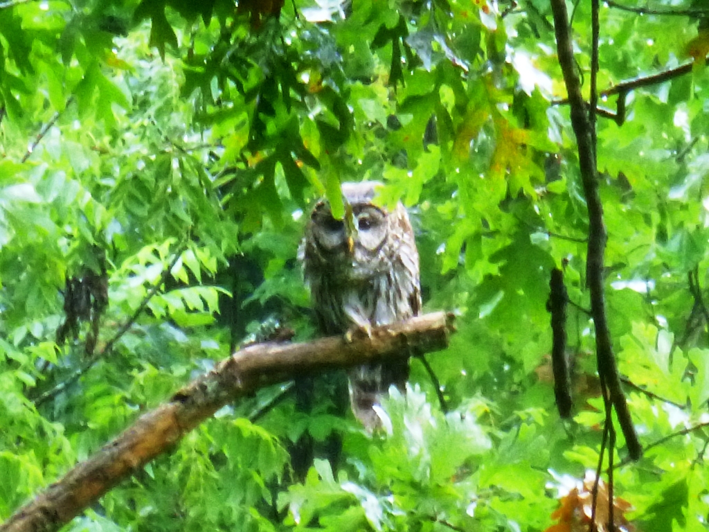 PatrickSTL0's tweet photo. Rainy afternoon owl 🦉 #beryl #TropicalStormBeryl #Owl #barredowl https://t.co/VBsOO9pigw
