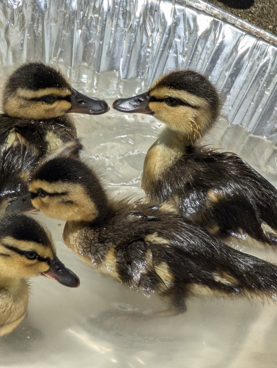 Sarahbell tweet media