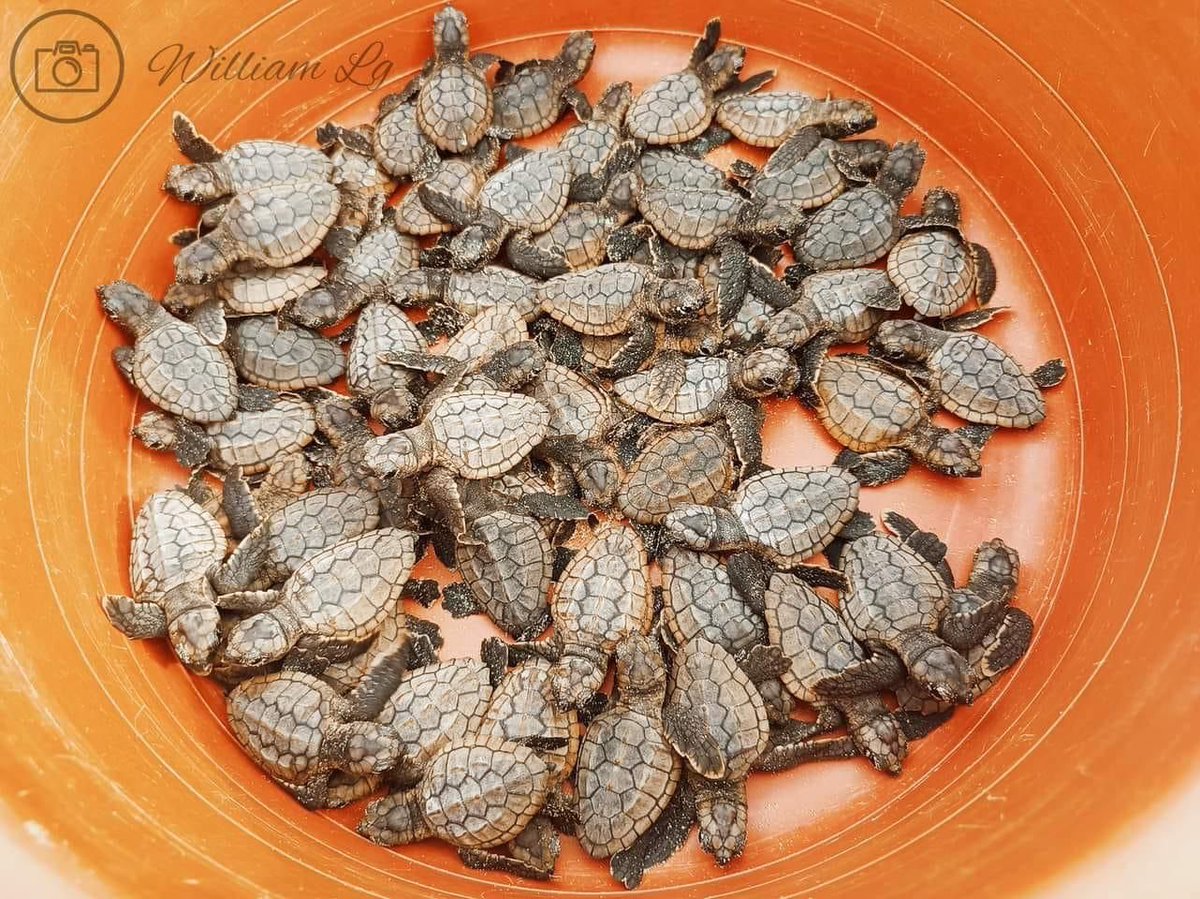 Instituciones de gobierno junto a la población cercana a playa Heavy Sand en Corn Island liberaron 60 tortuguillos Carey en pro del cuido y protección de las tortugas marinas.

#4519LaPatriaLaRevolucion 
#PLOMO19