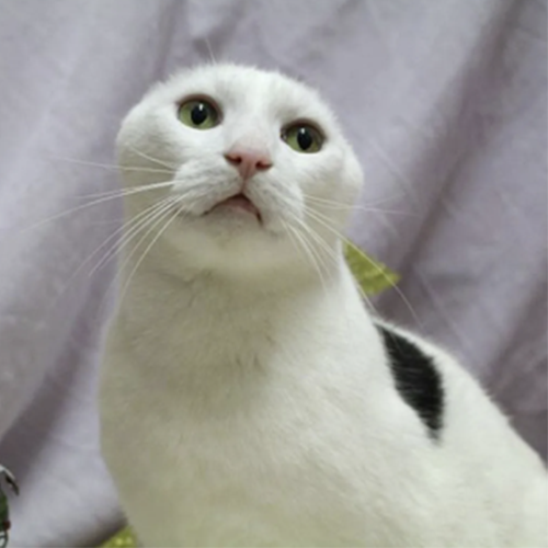 <a href="/0xReflection/">Reflection🪩</a> And now you can do it again with No Cap

CPC6VpmXAiorSJjo3wg7JfJYubrc6Cts4dwEA2Tbpump