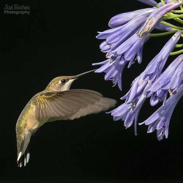 Kelly31315003's tweet photo. Ruby throated hummingbird feeding on purple lily of the nile.
#ruby #rubythroatedhummingbird #rubythroatedhummingbirds #rubythroat #rubythroatedhummingbirdsofinstagram #hummingbird #hummingbirds https://t.co/ZYmsOhji7J