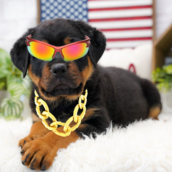 Rott (@Rott_the_dog) / Posts / X
