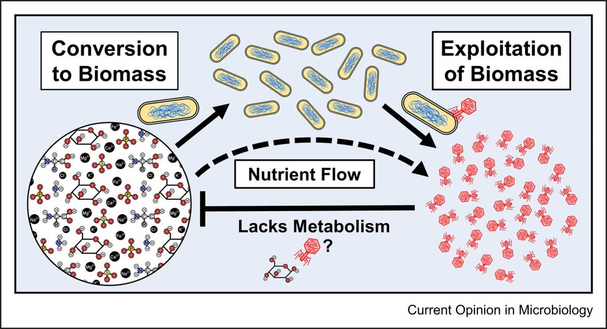 Two years ago we published about what we named "lytic deferment" in phages (doi.org/10.3389/fmicb.…). The concept is re-discussed in this recent review by Casters et al. "Phage transmission strategies: are phages framing their host?" doi.org/10.1016/j.mib.…
Food for thought.