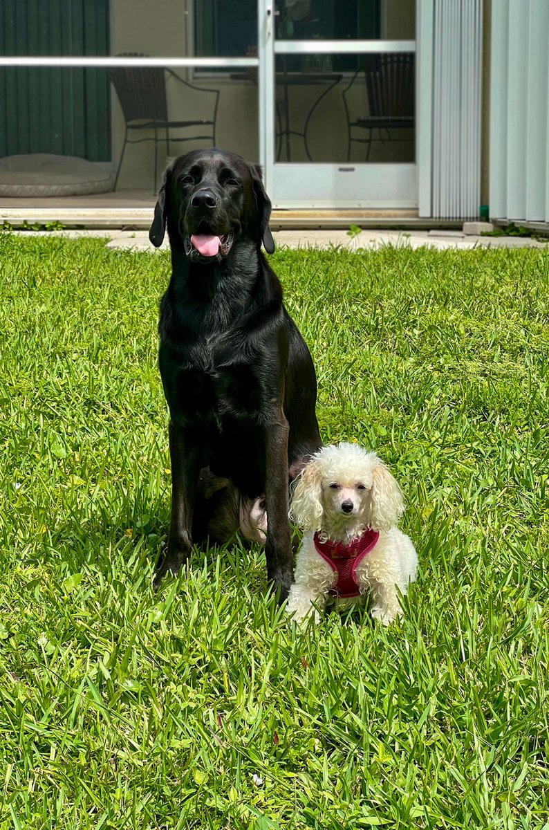 beachtv's tweet image. Yang and Yang. #WaylonTheDog #BixbyTheDog #YingYang #BlackWhite