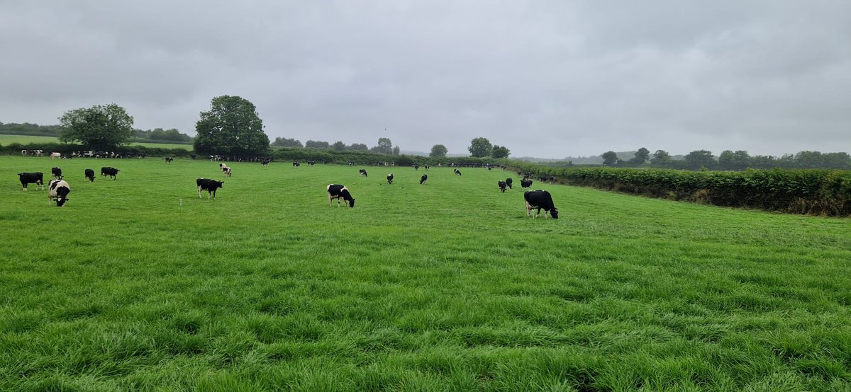 Despite the inclement weather we enjoyed <a href="/IrishGrassland/">Irish Grassland Association CLG (IGA)</a> Summer Tour.

Thanks to the hosts, Roy &amp; Trevor Cobbe and Bruce Thompson <a href="/Friesian_man/">𝐁𝐫𝐮𝐜𝐞 𝐓𝐡𝐨𝐦𝐩𝐬𝐨𝐧</a> for a great welcome to lovely Laois and an honest insight into their businesses ☘️ 🐄

#lovelylaois #igadairy #backedbyaib