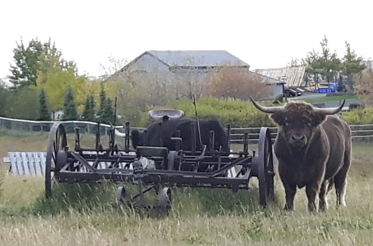 WPEFC (@whitebarkcanada) on Twitter photo That's no bull!
Ok, that is a bull, but the upcoming event; "Grazing in Limber Pine Stands" is not!
WPEFC & WBRA offer this workshop at the amazing Waldron Ranch on July 16th from 9:00 am to 12:00 pm.
Contact tporter@watertonbiosphere.com to register!
whitebarkpine.ca/wp-content/upl… That's no bull!
Ok, that is a bull, but the upcoming event; "Grazing in Limber Pine Stands" is not!
WPEFC & WBRA offer this workshop at the amazing Waldron Ranch on July 16th from 9:00 am to 12:00 pm.
Contact tporter@watertonbiosphere.com to register!
whitebarkpine.ca/wp-content/upl…