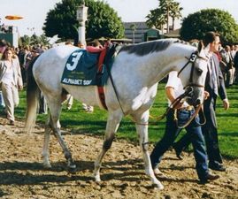 COZZENE 🇺🇸1980
(CARO - RIDE THE TRAILS BY PRINCE JOHN)#Cozzene
Stood at <a href="/Gainesway/">Gainesway</a>
ALPHABET SOUP 🇺🇸1981  (COZZENE-ILLITERATE BY ARTS AND LETTERS) 
#AlphabetSoup
Stood at <a href="/AdenaSprings/">Adena Springs Farm</a>