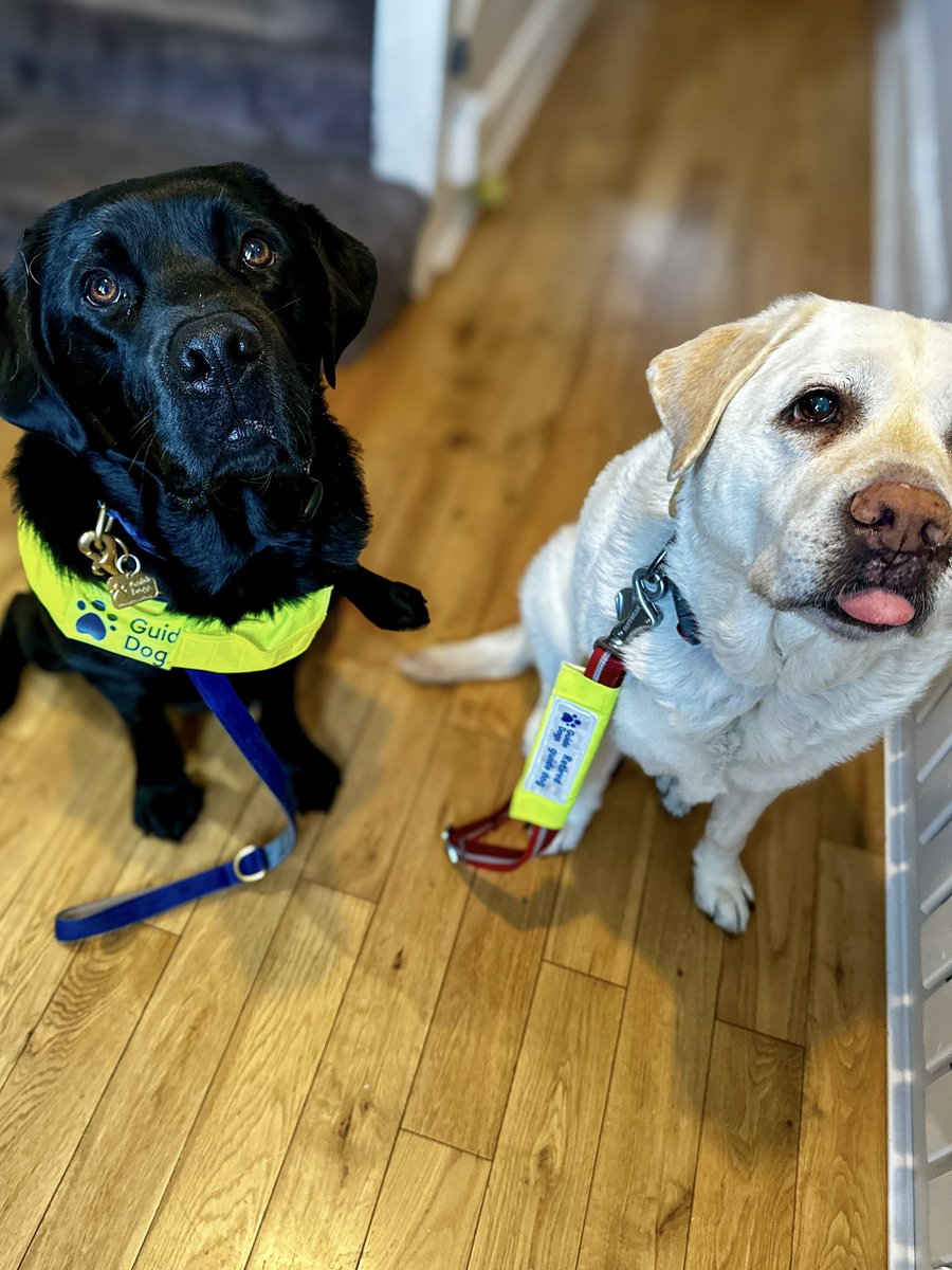 Kika & Quark (@kika_guidedog) on Twitter photo I knew <a href="/BlindDad_Uk/">Dr Amit Patel</a> would give in! Plus look who’s decided to join us…
Dad made it clear that I should avoid all puddles, he’s a little grumpy when he’s cold & wet.
Kika’s heard it all before, but I thought I should at least look like I was listening 😂 I knew <a href="/BlindDad_Uk/">Dr Amit Patel</a> would give in! Plus look who’s decided to join us…
Dad made it clear that I should avoid all puddles, he’s a little grumpy when he’s cold & wet.
Kika’s heard it all before, but I thought I should at least look like I was listening 😂