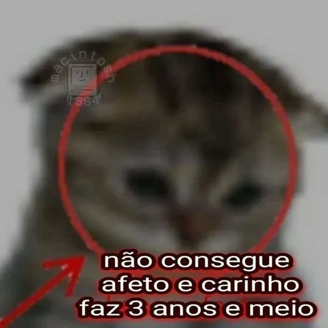 perfil dedicado a gatinhos e peitos (@odeiootaco) on Twitter photo 