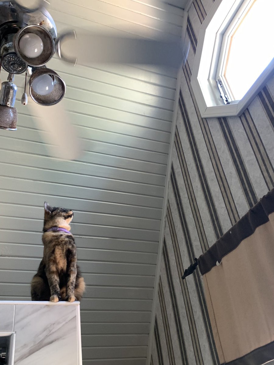 Mustard is pregnant!!