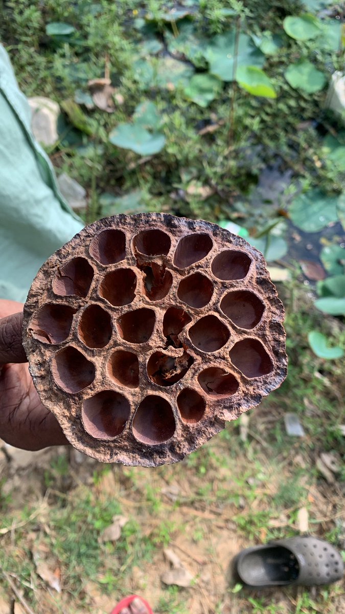 SuperTurtle PfP tweet media