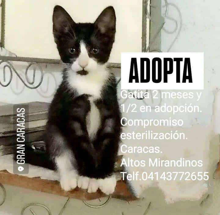 yaracalcagno's tweet photo. Aun busca hogar esta linda michi.
Adopta. Salva una vida. Cambia un destino. https://t.co/CnU3qgsBw1
