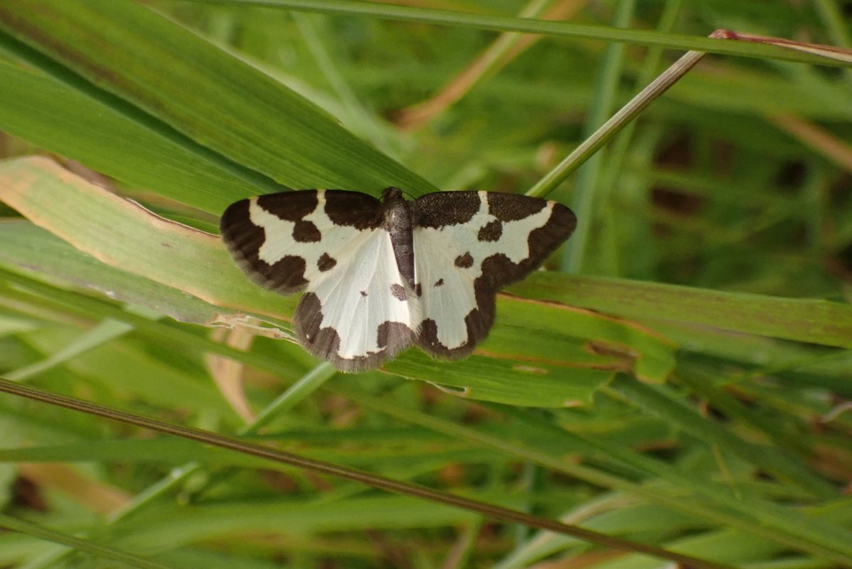carolyn hargest (@carolynhargest) on Twitter photo Young Red Grouse on Fala moor 7 July (do you agree?). Oak Eggar Moths mating plus another trying to muscle in. And a pretty Clouded border Moth. Nice walk with Lothian Botany group <a href="/savebutterflies/">Butterfly Conservation 🦋</a> Young Red Grouse on Fala moor 7 July (do you agree?). Oak Eggar Moths mating plus another trying to muscle in. And a pretty Clouded border Moth. Nice walk with Lothian Botany group <a href="/savebutterflies/">Butterfly Conservation 🦋</a>